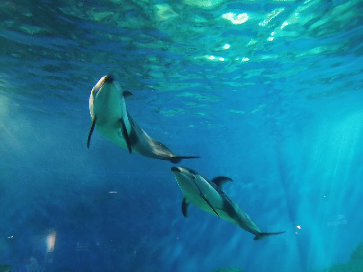 国庆重庆亲子游好去处推荐开元棋牌app2